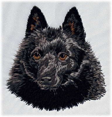 Schipperke