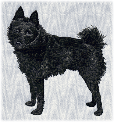 Schipperke