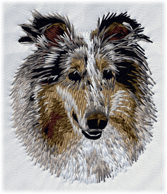 Collie