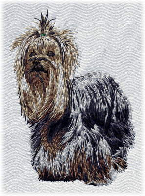 Yorkshire Terrier