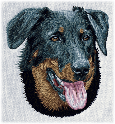 Beauceron