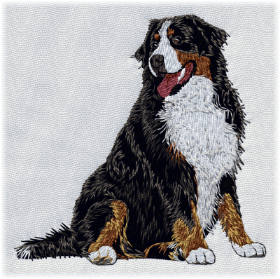 Bernese Mountain Dog