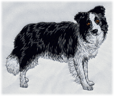 Border Collie