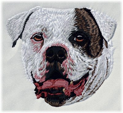 American Bulldog