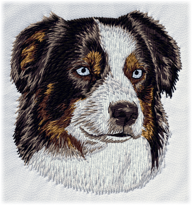 Australian Shepherd