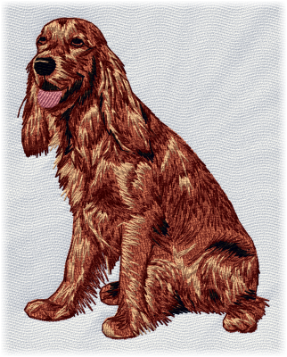 Irish Setter