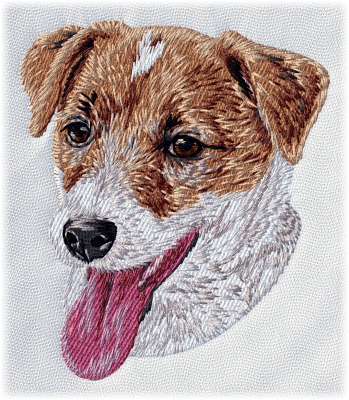 Jack Russell Terrier