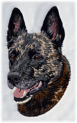 Dutch Shepherd