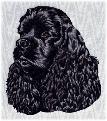 American Cocker Spaniel