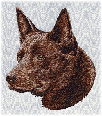 Australian Kelpie