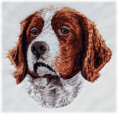 Irish Red/White Setter