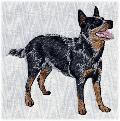 Australian Cattle Dog