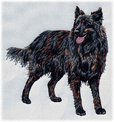 Dutch Shepherd 2