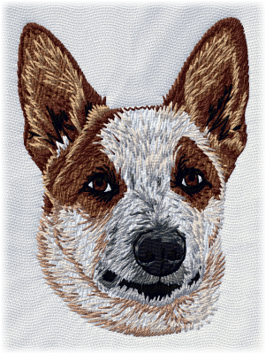 Australian Cattle Dog Red Heeler