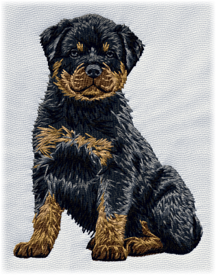 Rottweiler