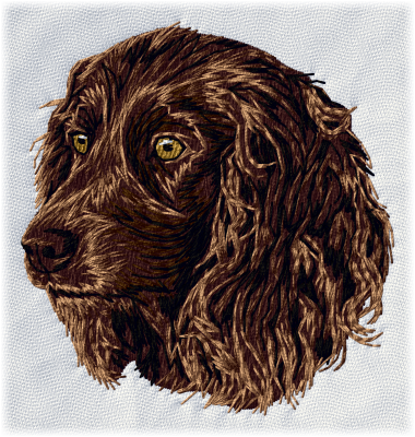 Boykin Spaniel