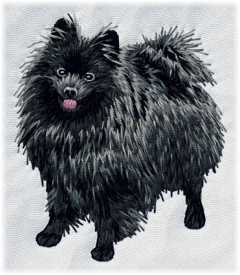 German Spitz