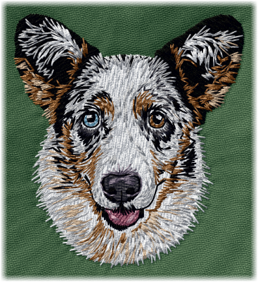 Cardigan Welsh Corgi Blue Merle