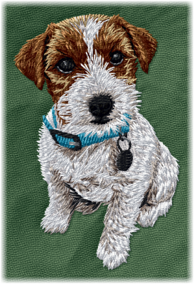 Jack Russell Terrier