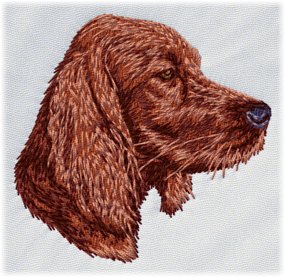 Irish Setter