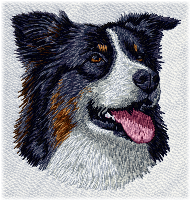 Australian Shepherd