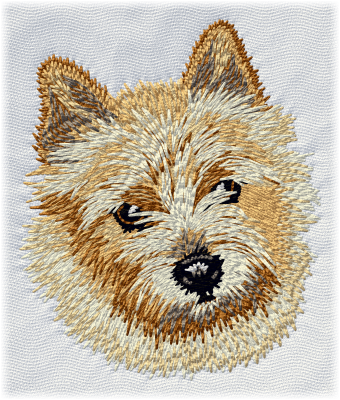 Norwich Terrier