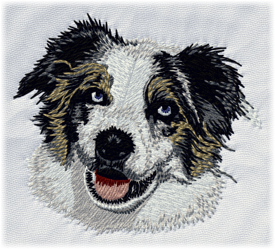 Australian Shepherd