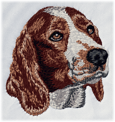 Welsh Springer Spaniel