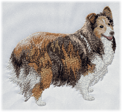 Shettland Sheepdog