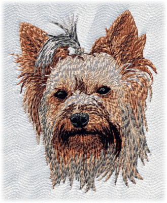 Yorkshire Terrier