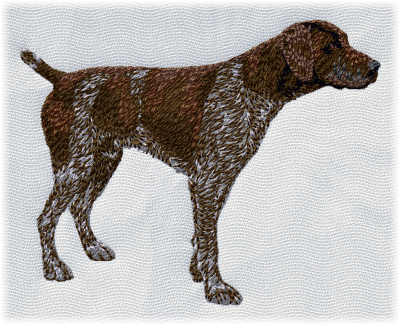 German Shorthaired Pointer