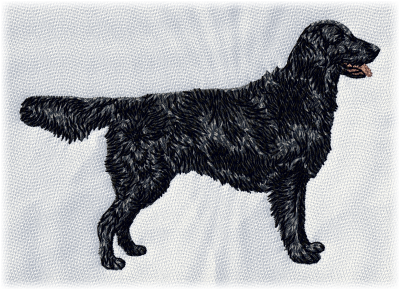 Flat-Coated Retriever