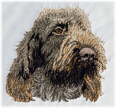 Spinone Italiano