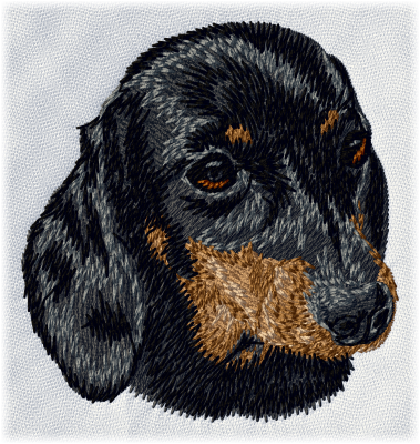 Miniature Dachshund