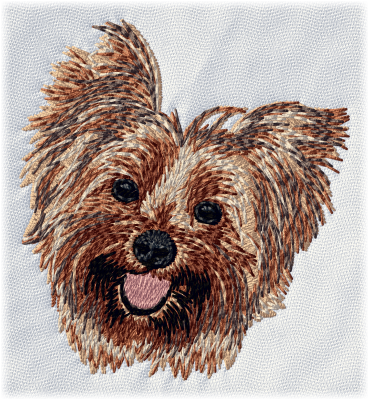 Yorkshire Terrier