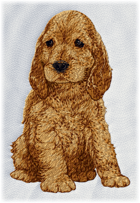 English Cocker Spaniel