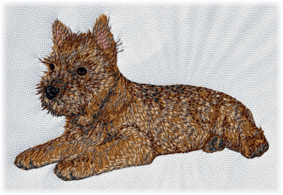 Cairn Terrier