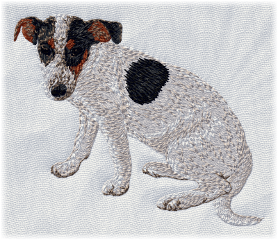 Jack Russell Terrier