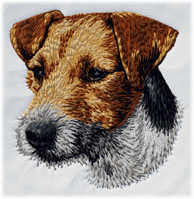 Jack Russell Terrier