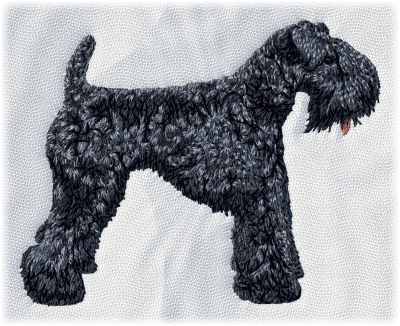 Kerry Blue Terrier