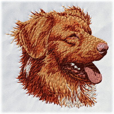 Nova Scotia Duck Tolling Retriever