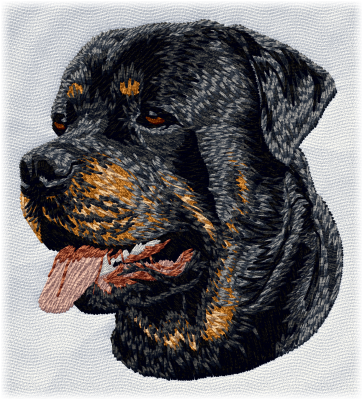 Rottweiler