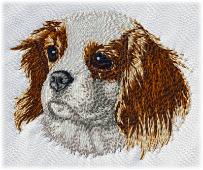 Cavalier King Charles Spaniel