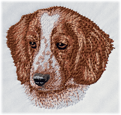 Welsh Springer Spaniel