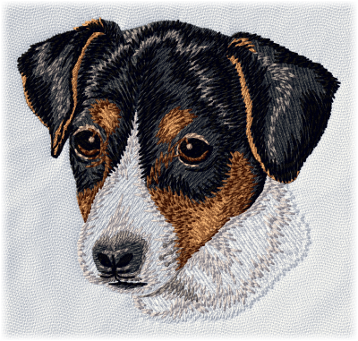 Jack Russell Terrier