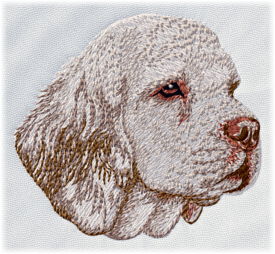 Clumber Spaniel