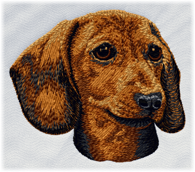 Dachshund