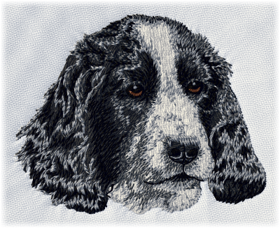 English Cocker Spaniel