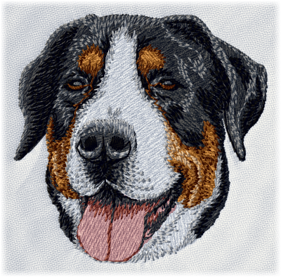 Swiss Mountain Dog