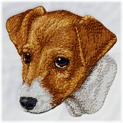 Jack Russell Terrier